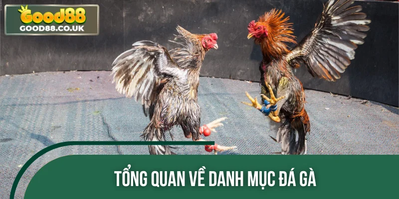 Tổng quan về danh mục đá gà 
