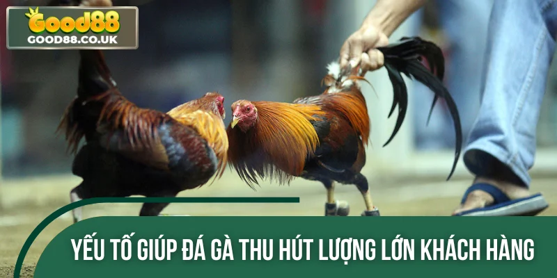 Yếu tố giúp đá gà GOOD88 thu hút lượng lớn khách hàng